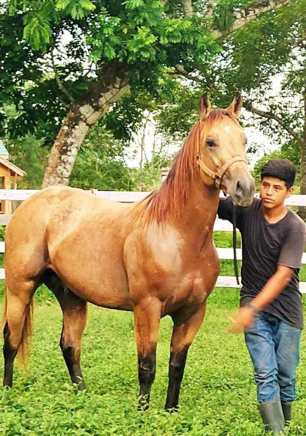 Banana Bank Lodge & Jungle Horseback Adventures Belmopan Luaran gambar