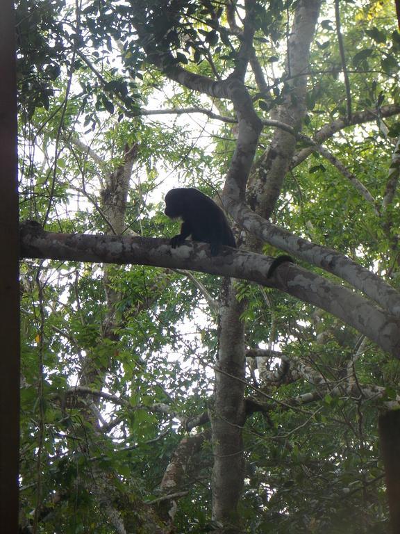 Banana Bank Lodge & Jungle Horseback Adventures Belmopan Luaran gambar