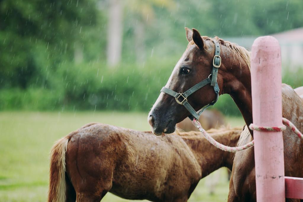 Banana Bank Lodge & Jungle Horseback Adventures Belmopan Luaran gambar